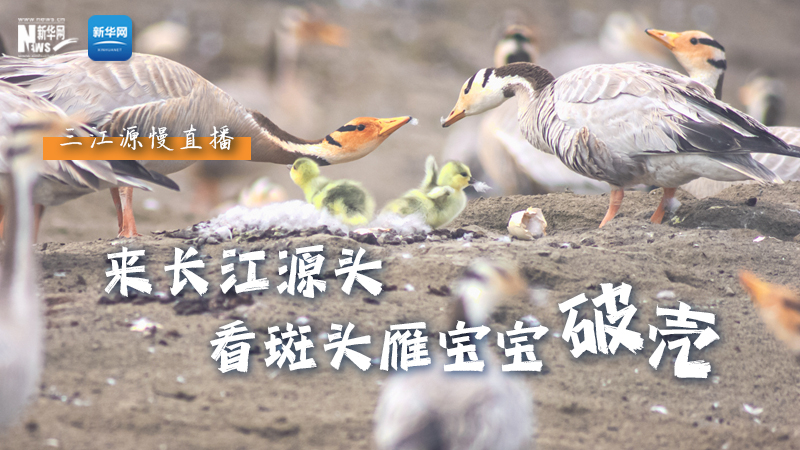 “萌主”當(dāng)家丨來(lái)長(zhǎng)江源頭，看斑頭雁寶寶破殼
