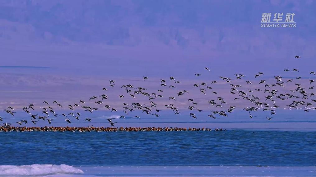 秀我中国|青海可鲁克湖冬景如画
