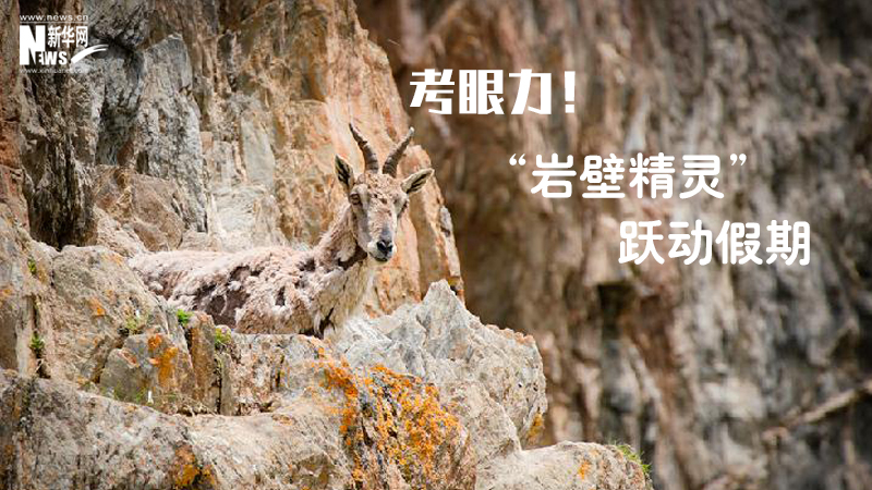 三江源慢直播丨考眼力！“巖壁精靈”躍動(dòng)假期