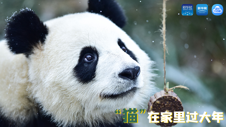 三江源慢直播丨“貓”在家里過(guò)大年