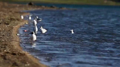 世界野生動(dòng)植物日，帶您到青藏高原領(lǐng)略“野生動(dòng)物家園”